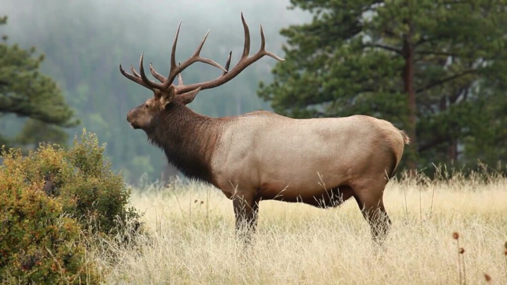 Montana hunters have the option to donate game meat this season